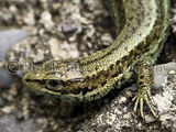 Common Lizard
